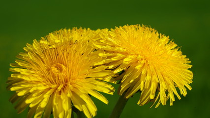 Blooming yellow dandelion flowers on field.
