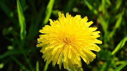 Blooming yellow dandelion flowers on field.