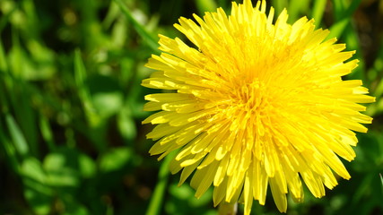 Blooming yellow dandelion flowers on field.