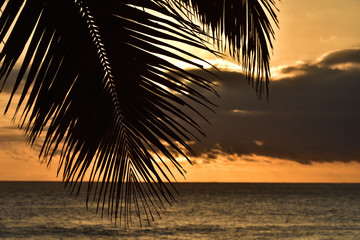 Palmenblatt vor Sonnenuntergang am indischen Ozean auf Réunion
