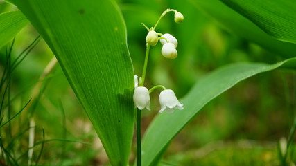 lilly of the valley in forest