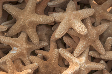 Fototapeta na wymiar Group of Starfish, dried