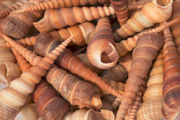 Group shell of sea snail, dried, seashell