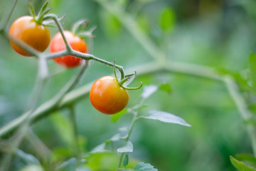 red cherry tomato on vine