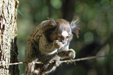 little monky marmoset eating with one hand