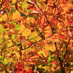 Naklejka na ściany i meble Autumn foliage background with golden leaves