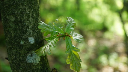 green oak leaves