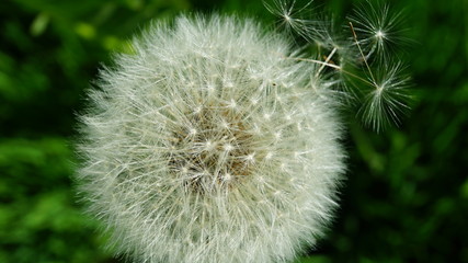 white fluffy dandelion.
