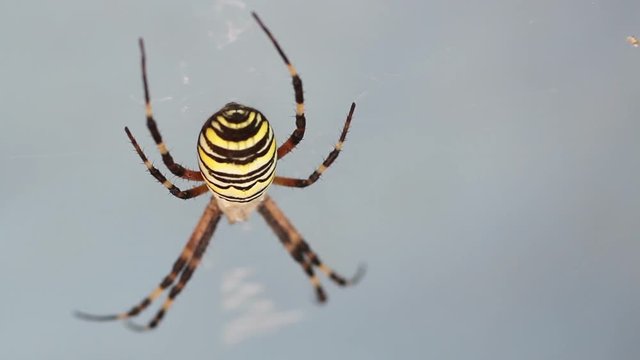 female spider arhiope in the web. macro shooting