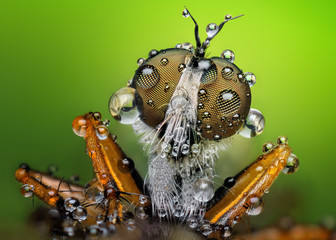 Amazing extreme sharp and detailed macro closeup of robber fly 