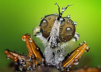 Fotobehang Amazing extreme sharp and detailed macro closeup of robber fly  © Sebastian