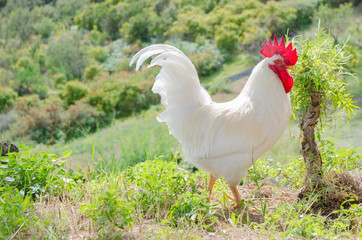 Rooster on nature background.