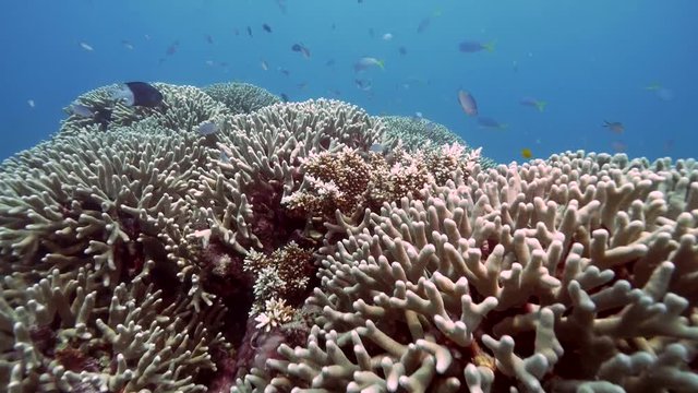 Perfect Reef - Great Barrier Reef - No Bleaching