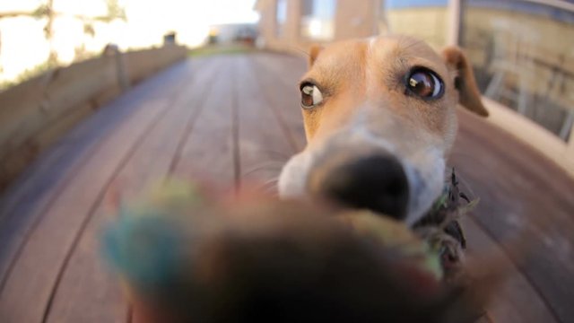 Dog tug-of-war   gets a surprise