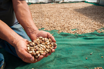 Farmer holding a heap of pistachios during drying process