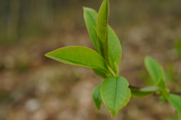 close up bud and leaves at early spring, macro