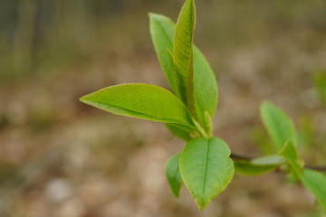 close up bud and leaves at early spring, macro
