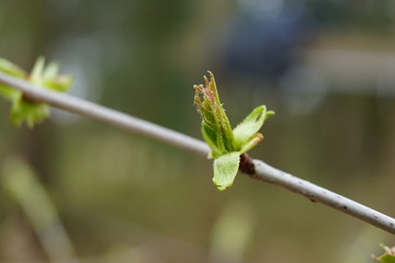close up bud and leaves at early spring, macro