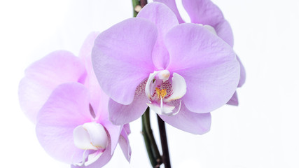 Fototapeta na wymiar Pinke Orchidee isoliert vor weißem Hintergrund