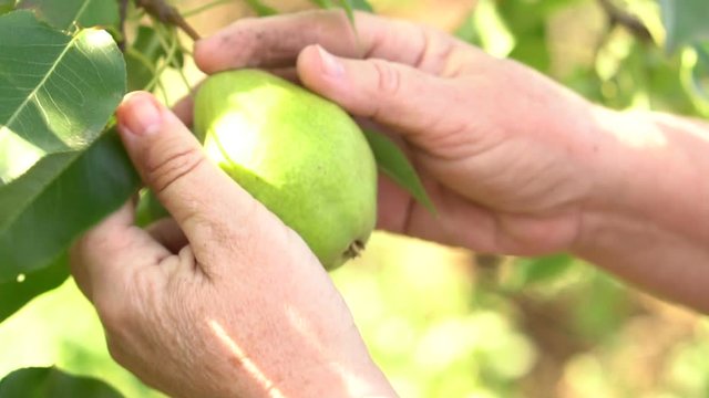 woman examines ripe pears on a tree branch. Slow motion. hands closeup
