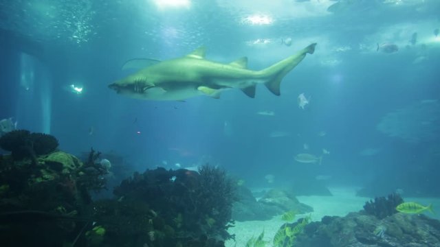 Underwater scene of various species of tropical fishes, big sharks, ocean sunfish or common mola and manta ray in sea water aquarium. Lisbon Oceanarium, Portugal. Tourism, holidays and leisure concept