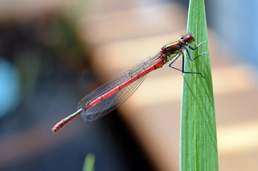 rote Libelle sitzt auf Blatt