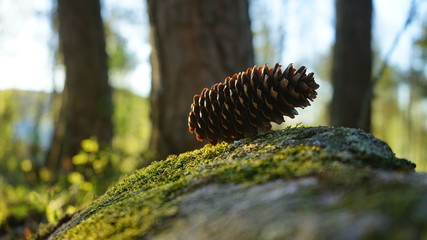 fir cone in the forest.