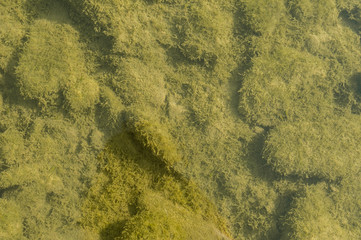 Riverbed of a small polluted stream undegoing eutrophication, covered by an overgrowth of algae