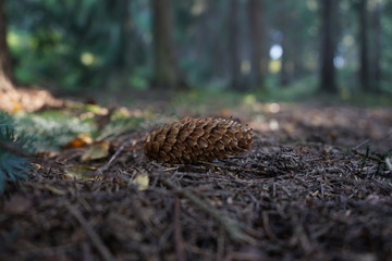 fir cone in the forest.