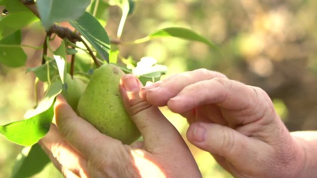woman examines ripe pears on a tree branch. Slow motion. hands closeup
