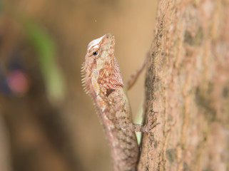 chameleon on the tree on nature background