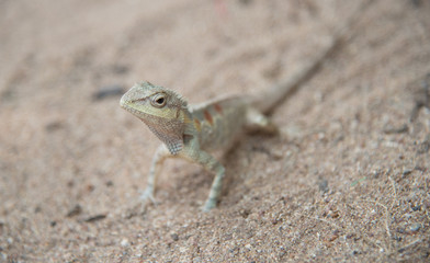 image of  chameleon on Sandy floor , Natural color change