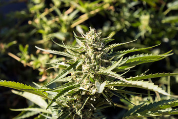 Naklejka na ściany i meble Cannabis bud, marihuana plants