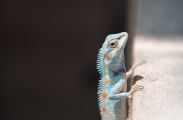 image of macro blue chameleon on nature background.