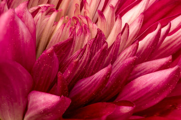 Red and White Dahlia Closeup