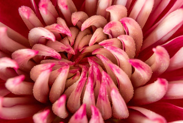 Red and White Dahlia Closeup Top View