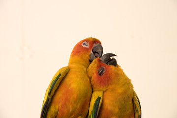 Fototapeta na wymiar couple yellow Sun conure parrot love and take care of together , lovely parrot , Beautiful parrot.