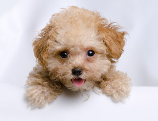 teacup toy apricot poodle puppy looking over the edge of a white wall. Mouth open on an isolated background