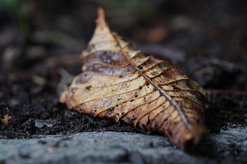 Blatt einer Rosskastanie