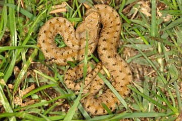 Close up of a young adder Aspis aspis