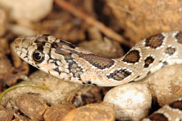 Obraz premium Macrophotography of a young snake Hemorrhois hippocrepis, picture taken in Garraf near Barcelona Spain.