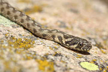 Water snake Natrix maura found near a river