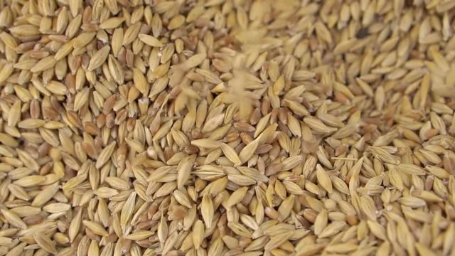 falling grains of barley. Slow motion