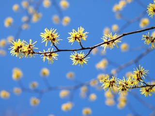 早春の風景、マンサクの花
