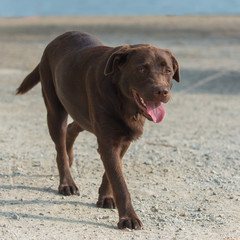      Dog labrador walking on the shore, beautiful young dog 
