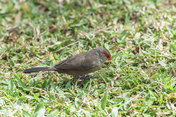     Red-browed Finch, exotic bird with red head eating on the grass

