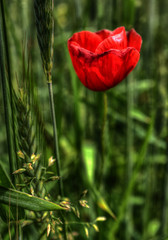 Coquelicot sur le plateau d'Hauteville, Ain, France