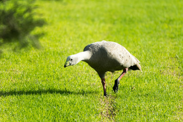 Cape barren goose going forward