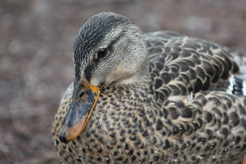 canard