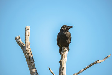 枯れ木にとまるカラス